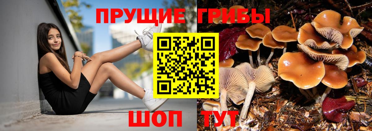 Псилоцибиновые грибы мицелий Новоалександровск